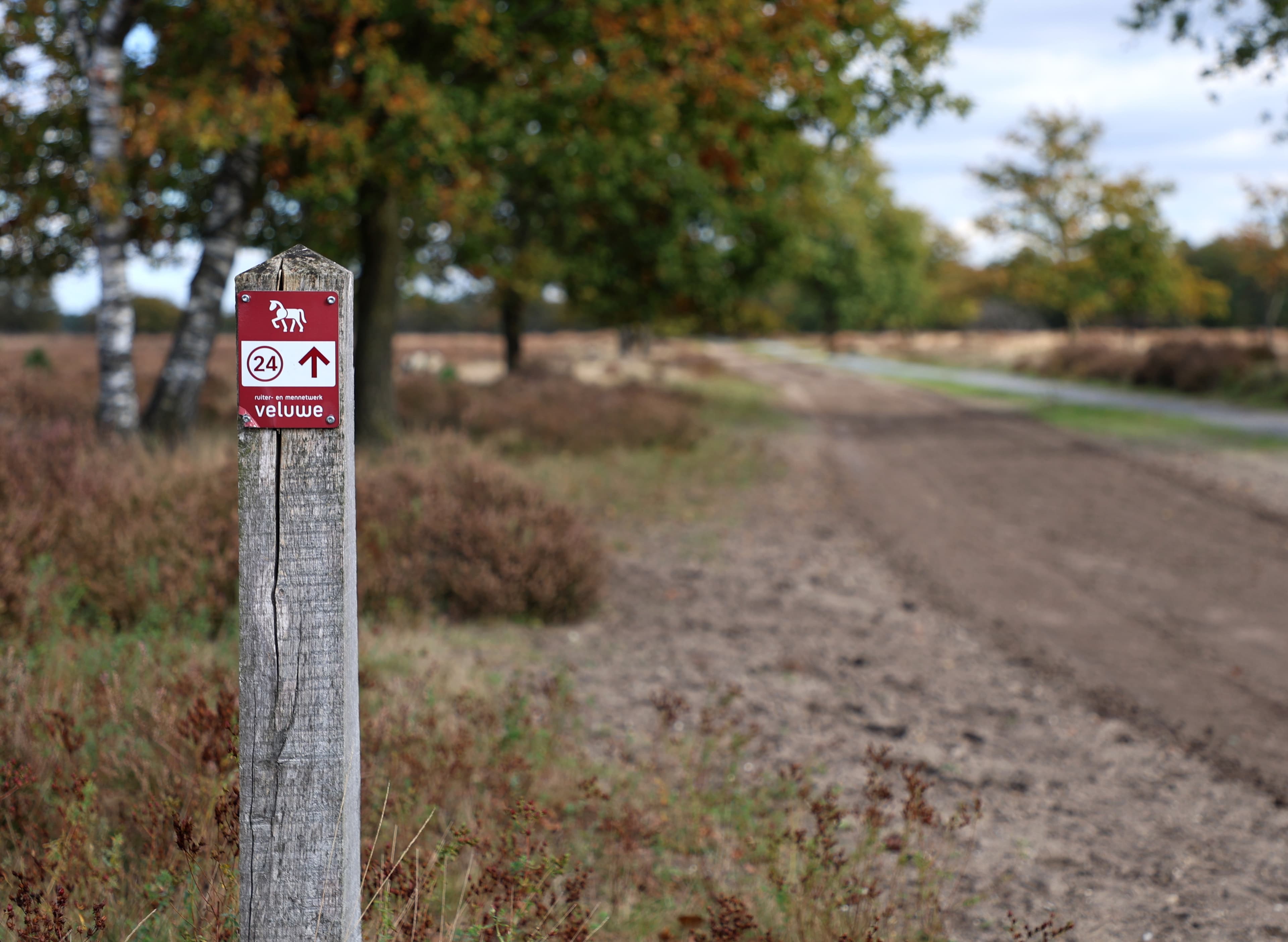 Ruiter op de Veluwe
